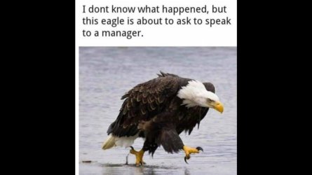 Eagle on a Mission.jpg