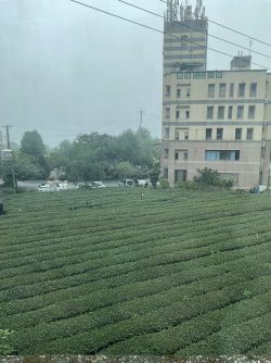 IMG_1235.jpeg