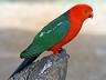 image of Australian king parrot