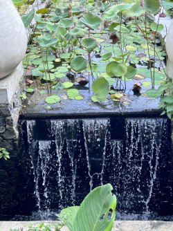 IMG_5046.jpeg