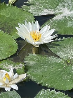 IMG_5027.jpeg