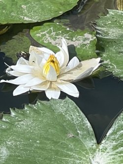 IMG_5028.jpeg