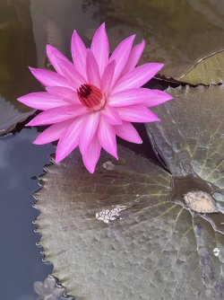 IMG_5030.jpeg