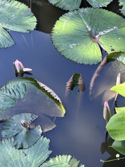 IMG_5035.jpeg