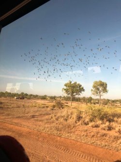 CQRL8776 budgies.JPG