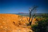 Uluru_foliage-1.jpg Uluru_foliage-1.jpg