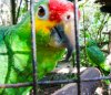 Parrot.jpg