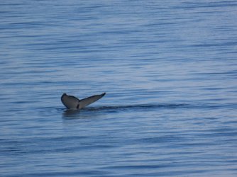 IMG_4761.JPG