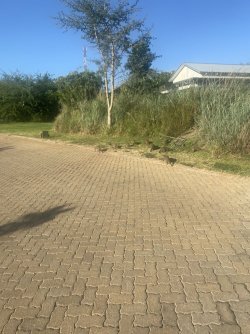 926EBBA6-AF65-4537-B5E0-88466BF90EED_1_105_c.jpeg