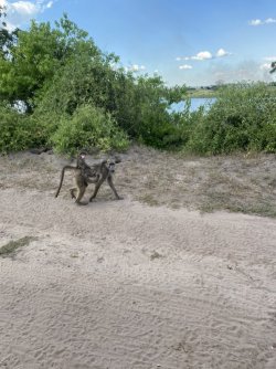 7A096F16-B7B7-444C-BC2B-C38A2F8CB457_1_105_c.jpeg
