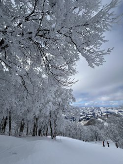 snow trees 2.jpg