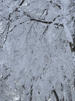 snow trees 3.jpg