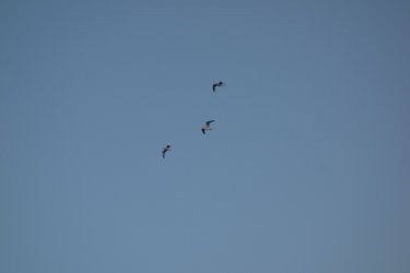 DSC04511.JPG