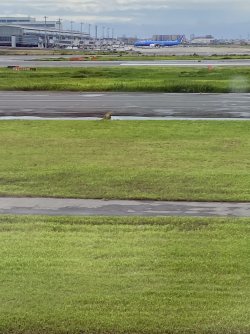 IMG_9812.jpg