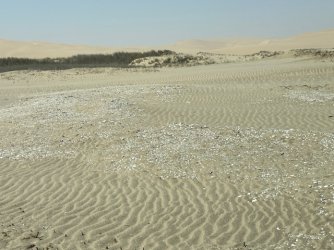 IMG_4589.jpeg