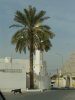 Oman 3.jpg