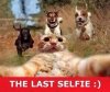 Cat selfie.jpg