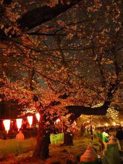 Sakura 1.jpg