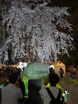 Sakura 2.jpg