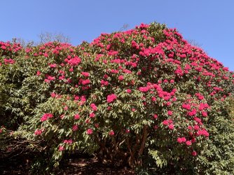 IMG_0101.jpeg