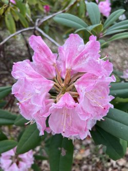 IMG_8625.jpeg