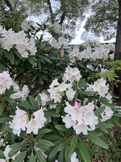 IMG_8622.jpeg