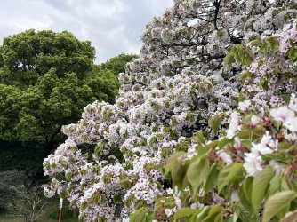 IMG_8628.jpeg