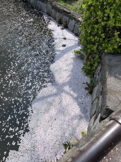 IMG_8663.jpeg
