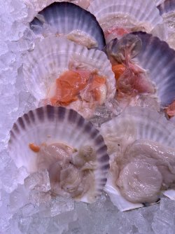 IMG_8775.jpeg