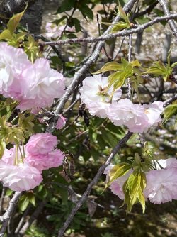 IMG_8823.jpeg