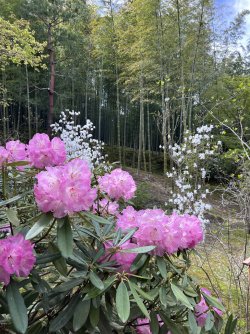 IMG_8851.jpeg