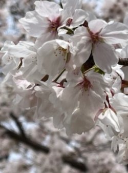 IMG_9696.jpeg