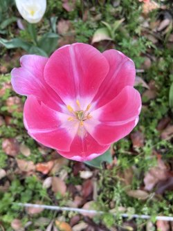 IMG_9071.jpeg