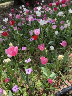 IMG_9070.jpeg