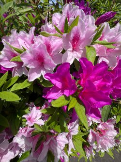 IMG_9065.jpeg