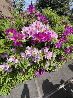 IMG_9064.jpeg