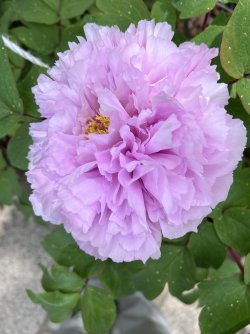 IMG_9049.jpeg