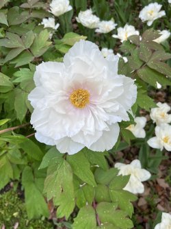 IMG_9048.jpeg