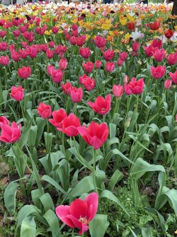 IMG_9042.jpeg