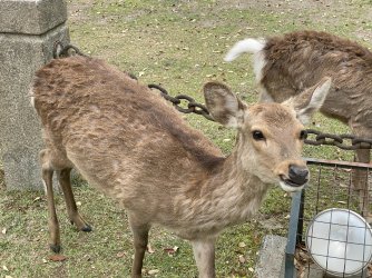 IMG_7074.jpeg