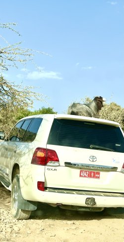 IMG_5369.jpeg