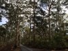 Karri Gully.jpg