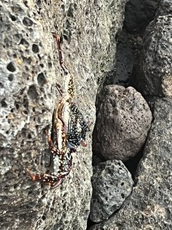 IMG_7356.jpeg