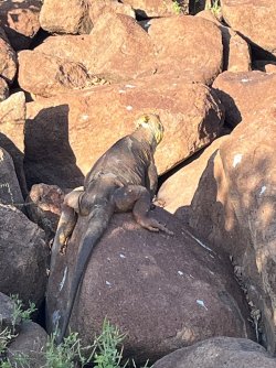 IMG_7349.jpeg