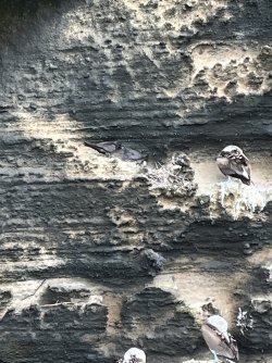 IMG_7370.jpeg