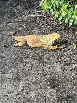 IMG_7386.jpeg