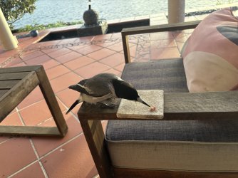 IMG_0366.jpeg