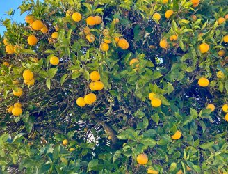 Obidos 8.jpg