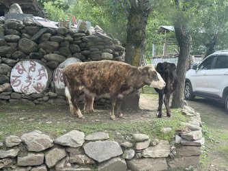 IMG_9662.jpeg