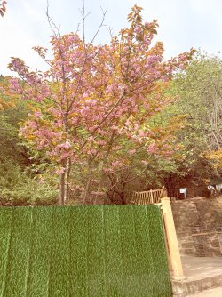 IMG_9878.jpeg